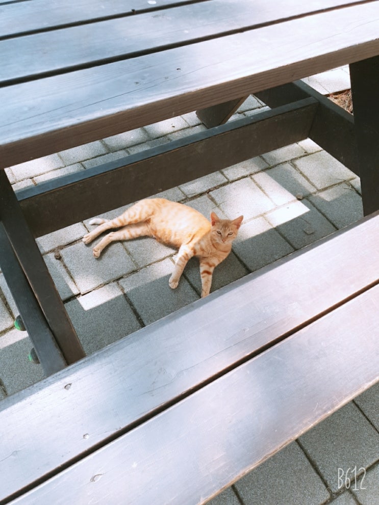  길고양이 귀여워 (고냥이)(찰칵)