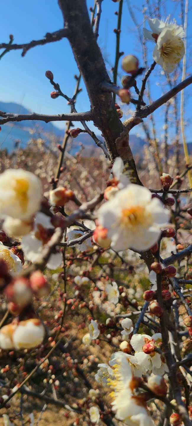  양산가볼만한곳 순매원 / 매화는 3월에 만개해요 (22.02.27.)