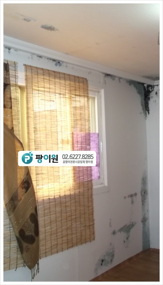  벽지 곰팡이제거 - 주택 해결!