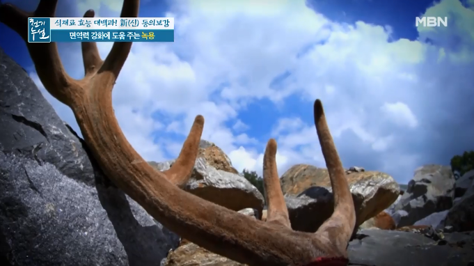  녹용의 효능::면역력 강화에 도움을 주는