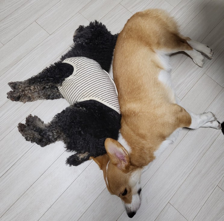  우리 집 멍멍이님들 (다온₍ᐢ·ᴥ·ᐢ₎, 해솔₍ᐢ·ᴥ·ᐢ₎)