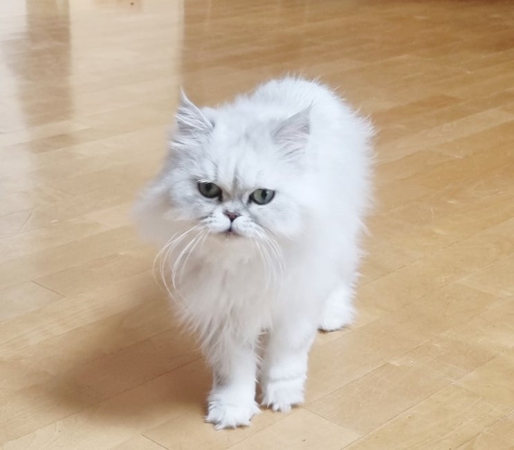 고양이 알레르기(알러지) 확인하기, 원인과 대처법