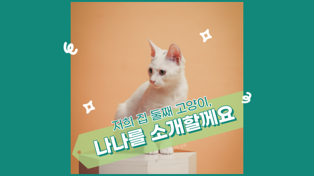  우리 집 둘째, 코숏 흰둥이 나나를 소개합니다.