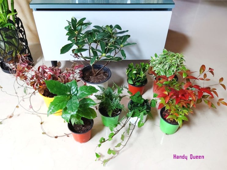 가족들의 실내관엽식물 선물 / 집에서 키우는 식물 쇼핑리스트 & 하트아이비 플랜테리어