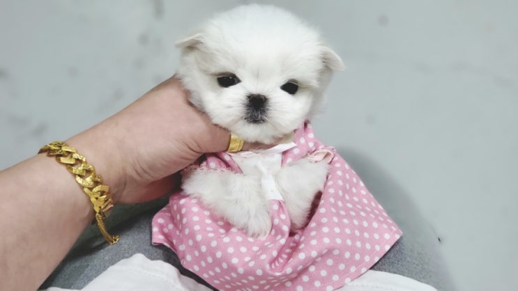  시흥 말티즈분양은 역시 탑클래스펫