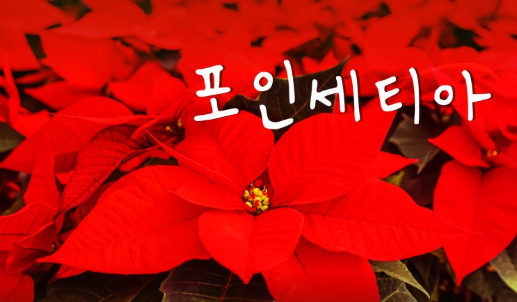  포인세티아 - 독성식물