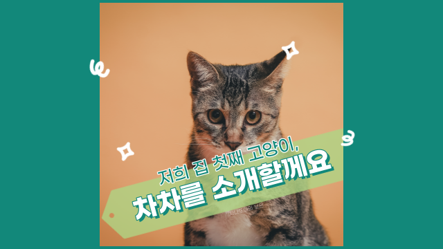  우리 집 첫째, 코숏 고등어 태비 차차를 소개합니다.