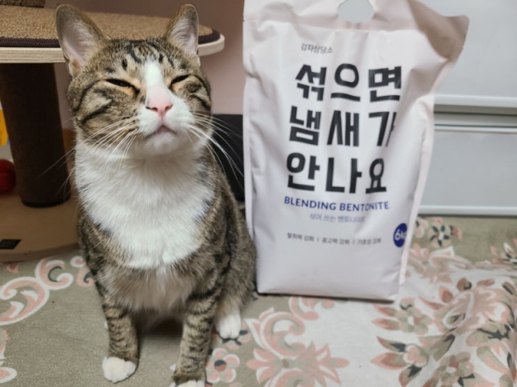 고양이모래추천 감자상담소 블렌딩 벤토나이트보라 고양이모래추천 감자상담소 블렌딩 벤토나이트보라