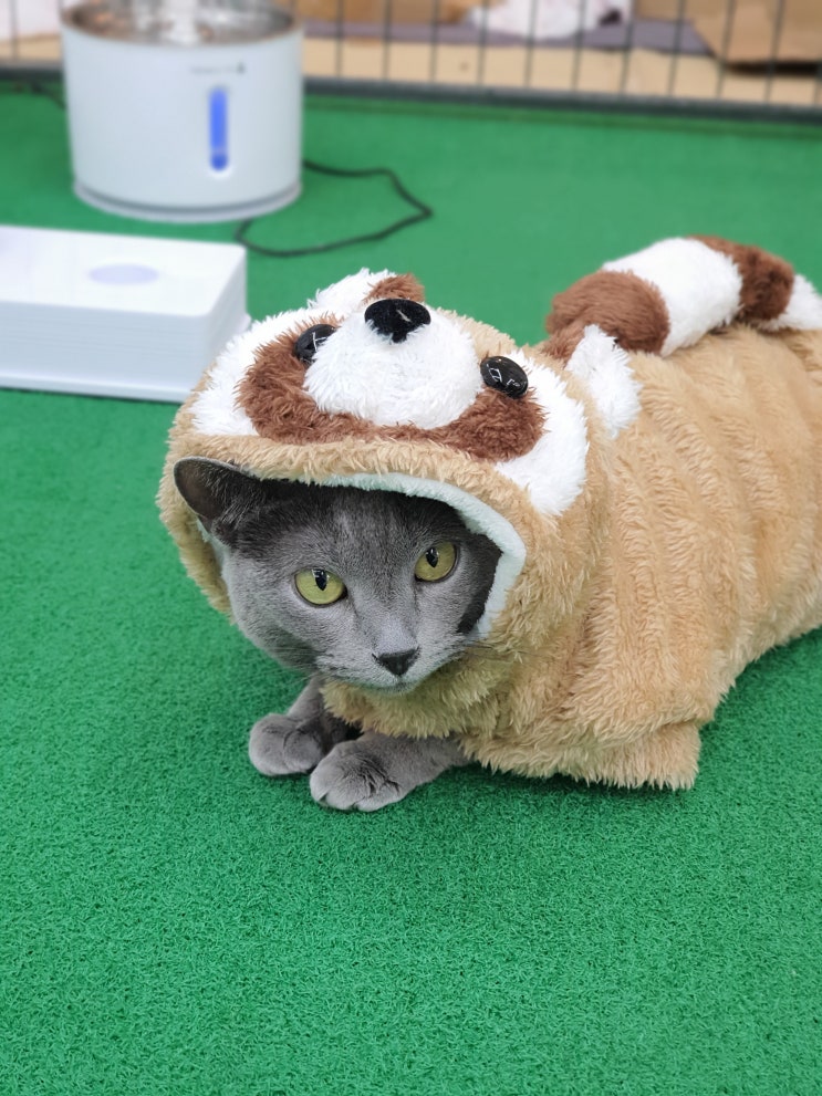  고양이 코스튬, 너구리 옷 입히기 일상
