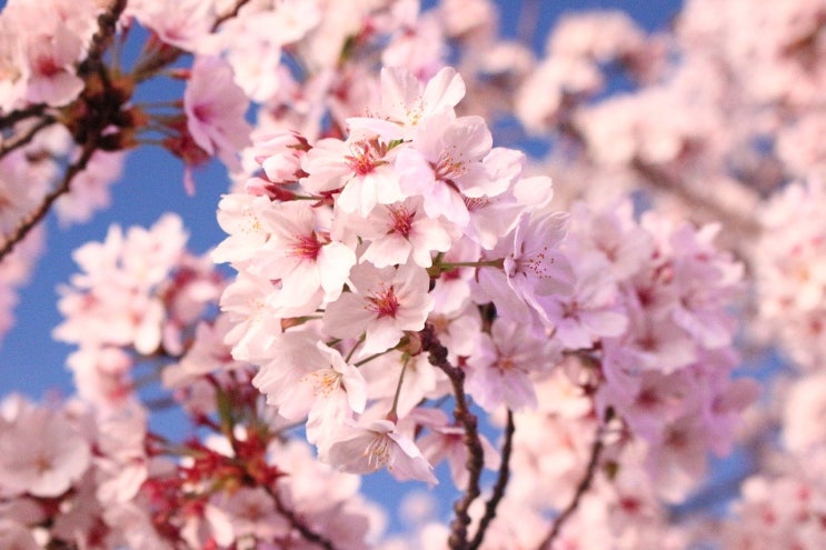 봄꽃 3월 탄생화 꽃말 알아보기