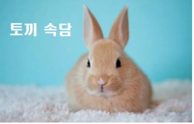  토끼 속담