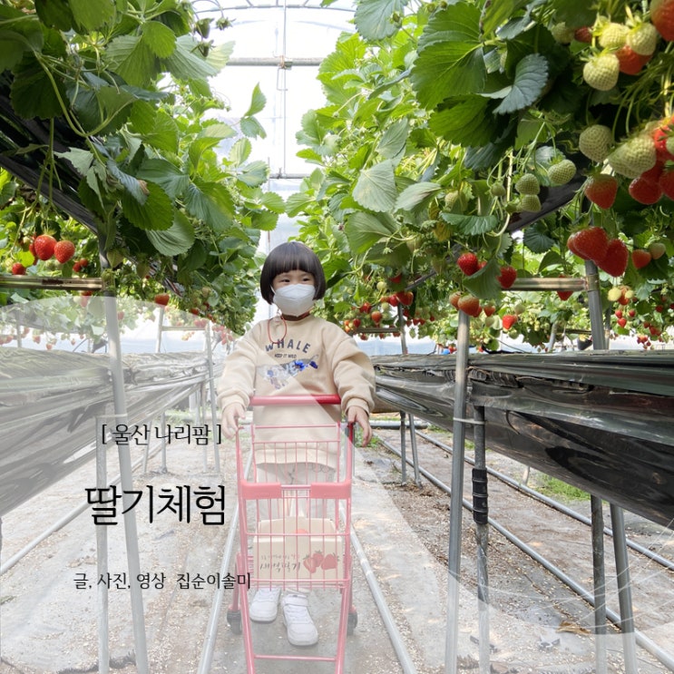  딸기체험 울산 나리팜 이용후기, 예약방법 가격 주차 팁