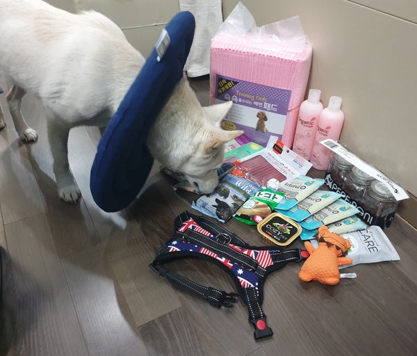 입양 후에도 감사한 일이 투성이였다 입양 후에도 감사한 일이 투성이였다
