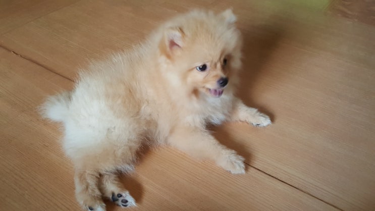  황금원숭이 사랑이