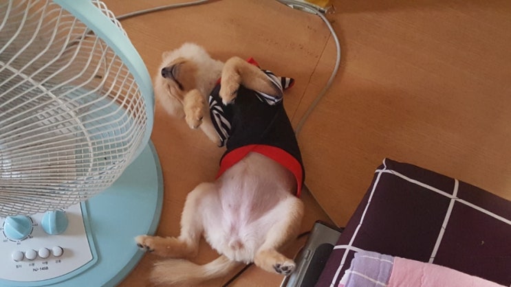  황금원숭이씨를 모셨습니다