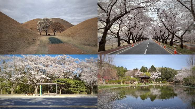  경주 3월 대표적인 볼거리는 목련과 벚꽃이 아닐까?