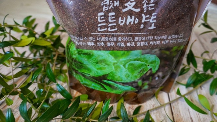  다이소  흙 배양토 성분, 농협 상토 비교