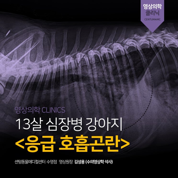  13살 심장병 강아지 <응급 호흡곤란> 폐수종 (부산 심장전문 추적관리 동물병원, 센텀동물메디컬센터 수영점)