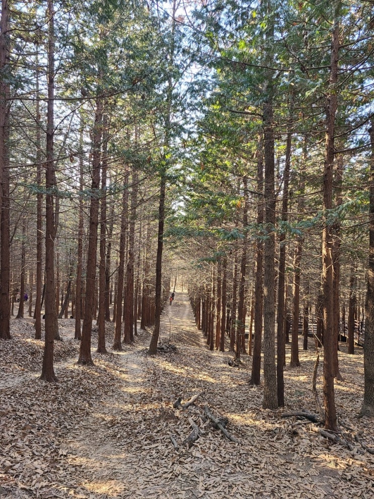  전주 건지산 둘레길 산책(건지산 서편 정상~오송제~건지산 정상~편백나무 숲~원점)