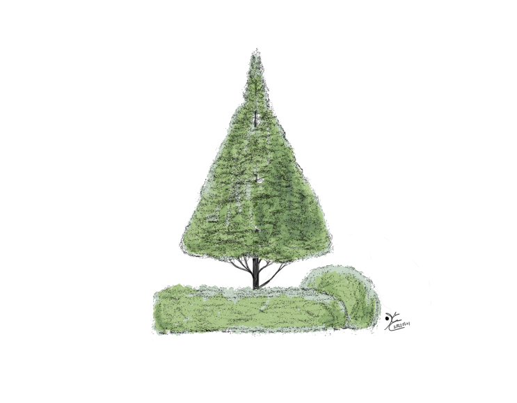 주목나무 그림 20220301