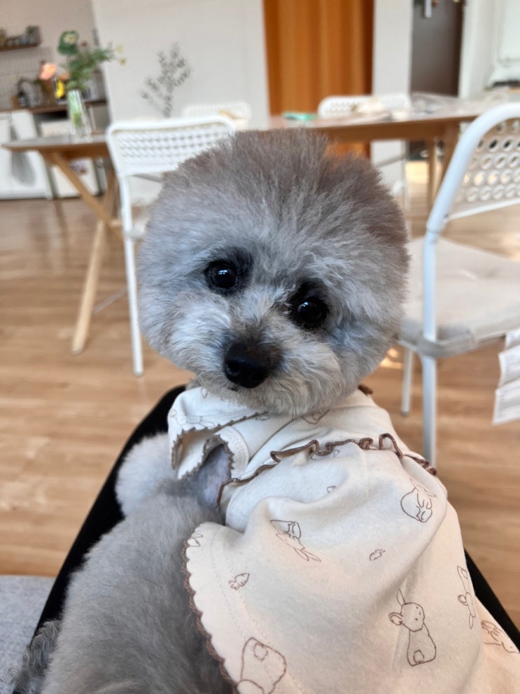  강아지 코로나 장염 증상 차이와 다양한 이유 :(