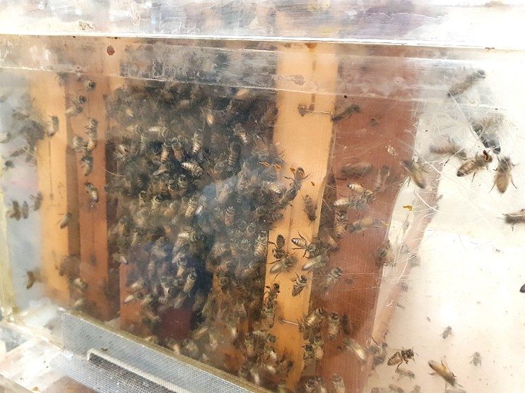빅마켓 문화센터 특강 :: 살아있는 꿀벌 체험 문센