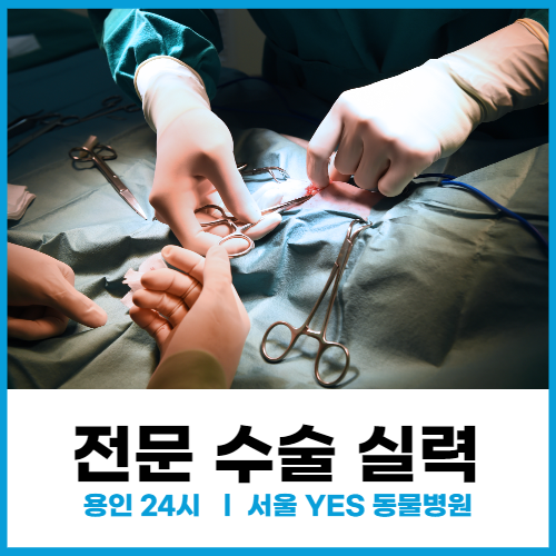  [강아지 수술] 전문 수술 실력 (용인 24시 서울예스동물병원)