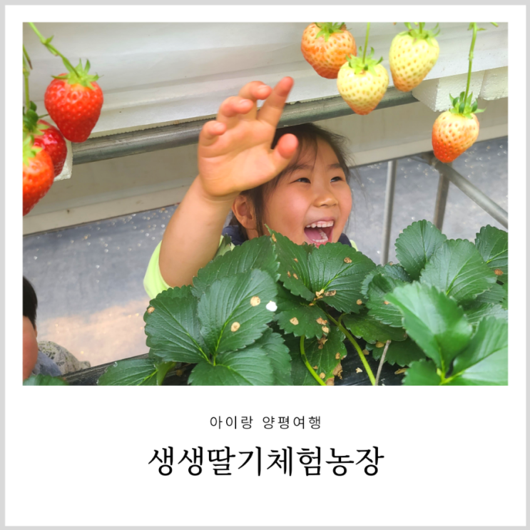 양평 생생딸기체험농장 체험학습으로도 좋은 아이랑 딸기따기 양평 생생딸기체험농장 체험학습으로도 좋은 아이랑 딸기따기