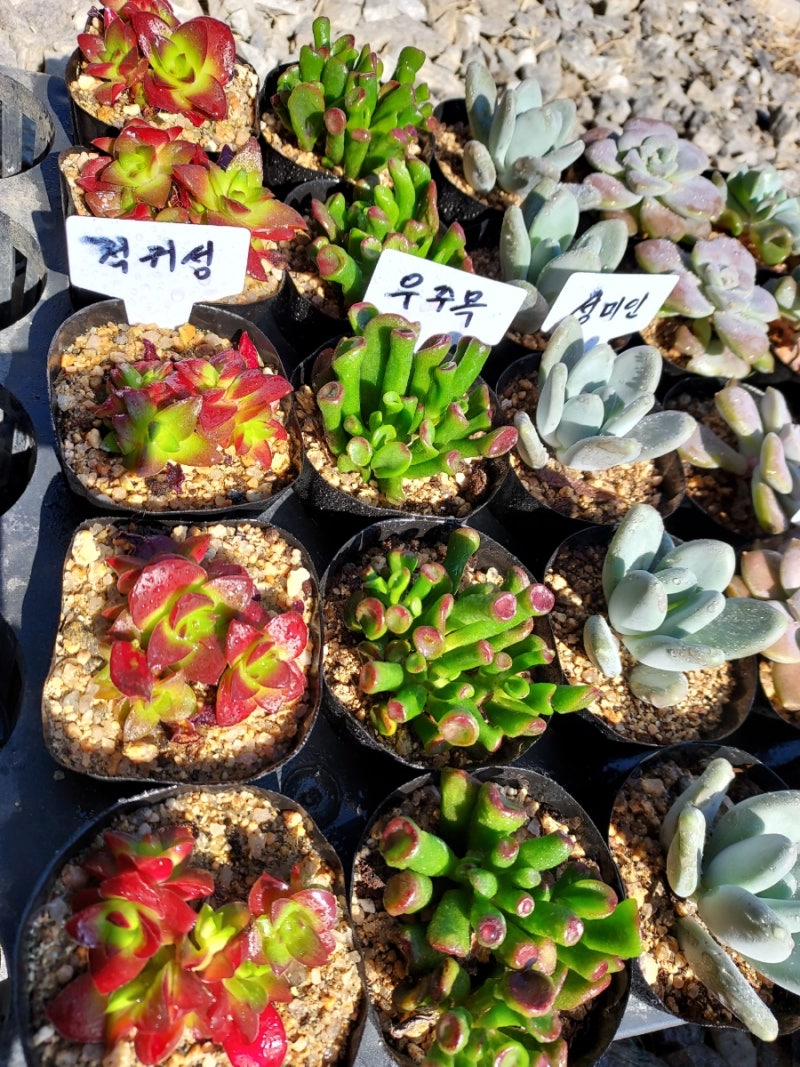 다육 식물 영양제가 필요할 때