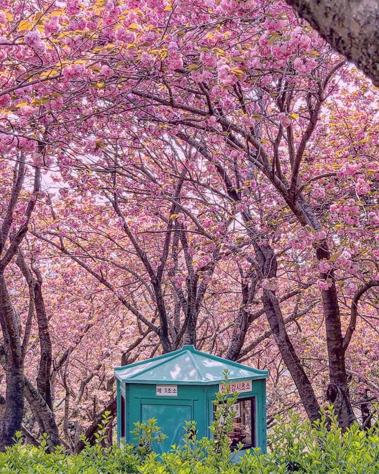  [부산/경남] 어서 봄 옷 꺼내세요! 봄의 시작을 알리는 부산 벚꽃 명소 7곳