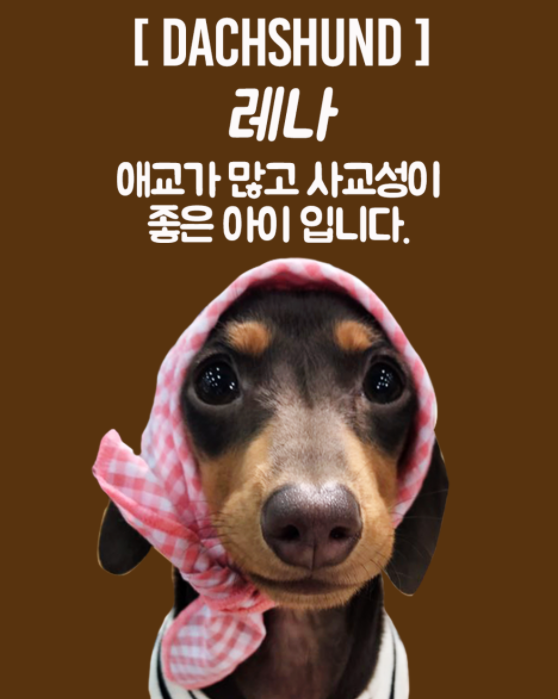 어도러블독 사진 6