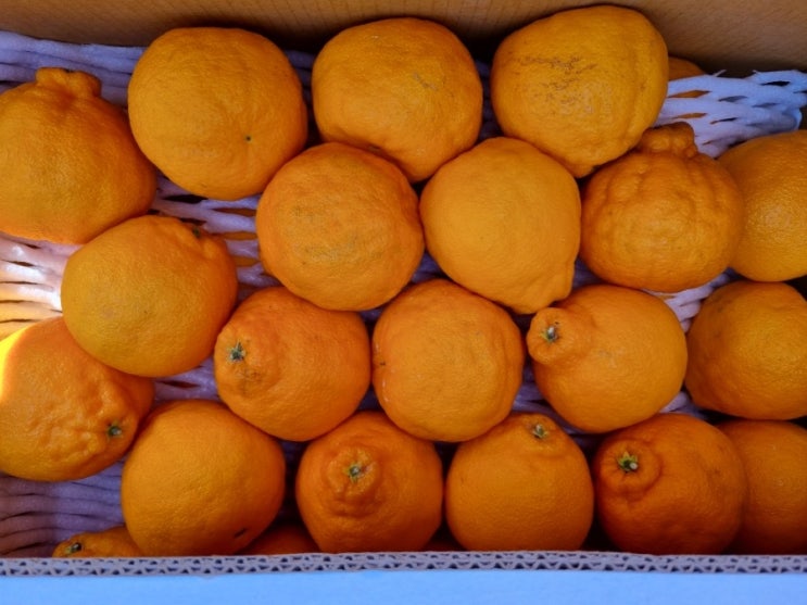  온라인 농수산물직거래장터 네이버 농라카페 농라에프 과일맛집 판매자 덕일과수원 한라봉 구입
