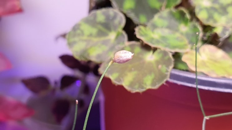  홈가드닝 희귀식물 아프리카식물 시조바시스(드리미아) 인트리카타 키우기 How to Grow Drimia intricata (feat 아프리카농장)