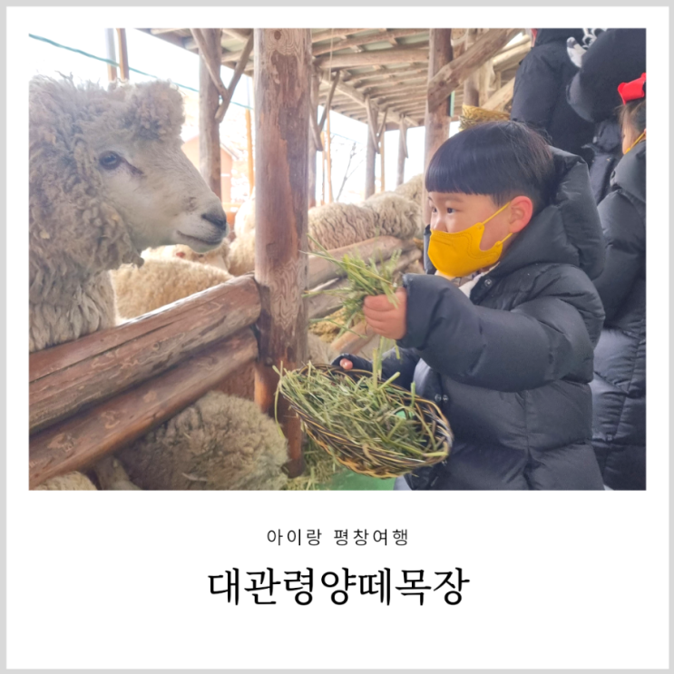 평창 여행 아기랑 갈만한곳 대관령 양떼목장 (feat.아기양들이 태어났어요) 평창 여행 아기랑 갈만한곳 대관령 양떼목장 (feat.아기양들이 태어났어요)