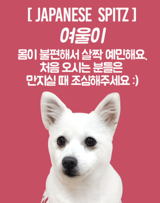 어도러블독 사진 3