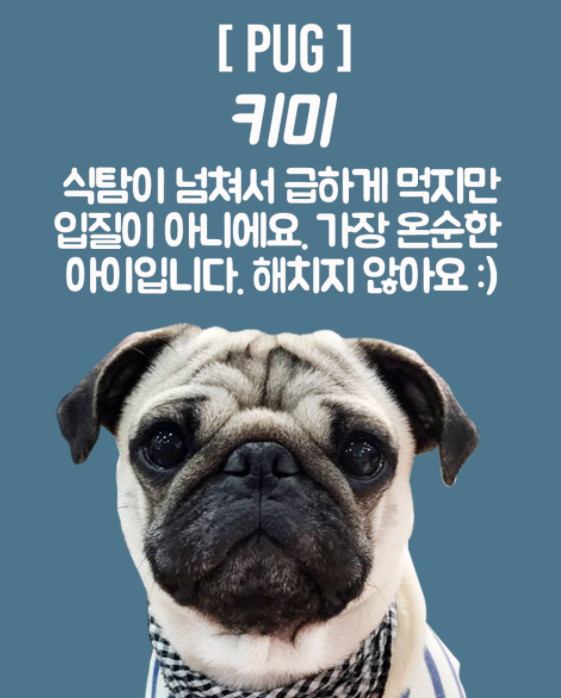 어도러블독 사진 4
