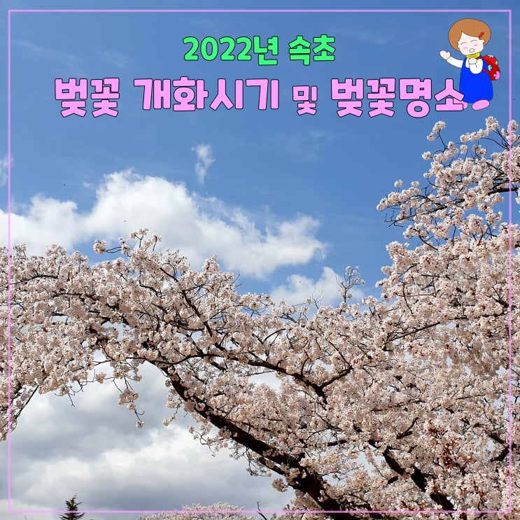 2022년 속초 벚꽃 개화시기와 속초 벚꽃명소 2022년 속초 벚꽃 개화시기와 속초 벚꽃명소