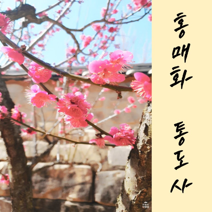  3월 여행지 홍매화가 예쁜 양산 통도사로 떠나세요.