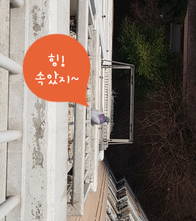 에어컨실외기비둘기퇴치 놓치기 쉬운 3가지 방법