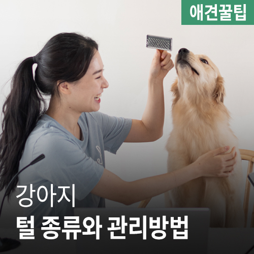 강아지 털 종류와 관리 방법