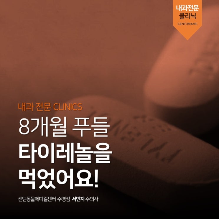  8개월 푸들, 타이레놀을 먹었어요! 아세트아미노펜 독성 (부산 강아지 내과 동물병원, 센텀동물메디컬센터 수영점)