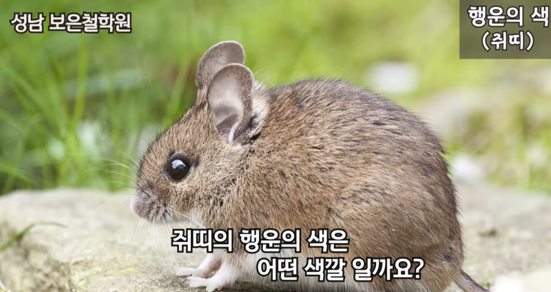 2022년 띠별 운세,행운의 색(로또 당첨운, 사주개운법) : 네이버 블로그