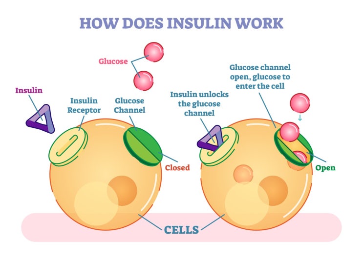인슐린과 포도당 조절에 대한 지식, 과학적으로 설명해드립니다