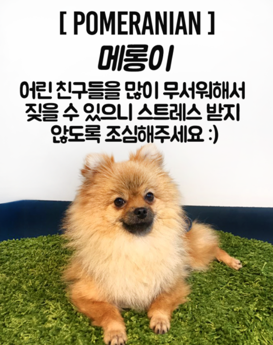 어도러블독 사진 5