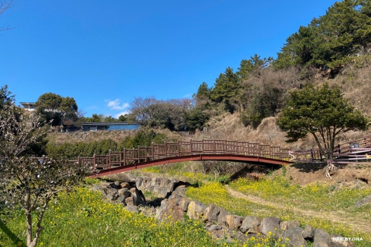 제주도 3월 가볼만한 곳 유채꽃 명소 제주 엉덩물계곡 (위치, 현재 개화 상황)