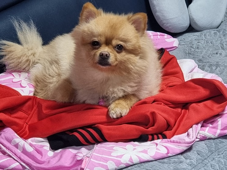  이불위에 올라가있는 사랑이