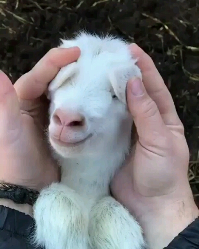  산양유와 우유의 차이. 산양유 효능과 영양성분 -1편-