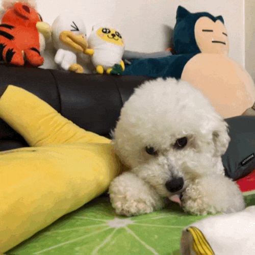  강아지 하품하는 이유 5가지