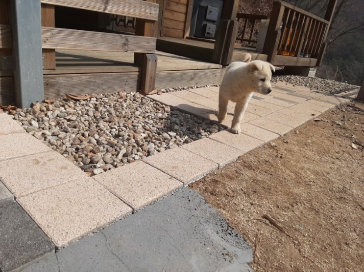  서곡리에서 열세번째 이야기(집나간삼형제)