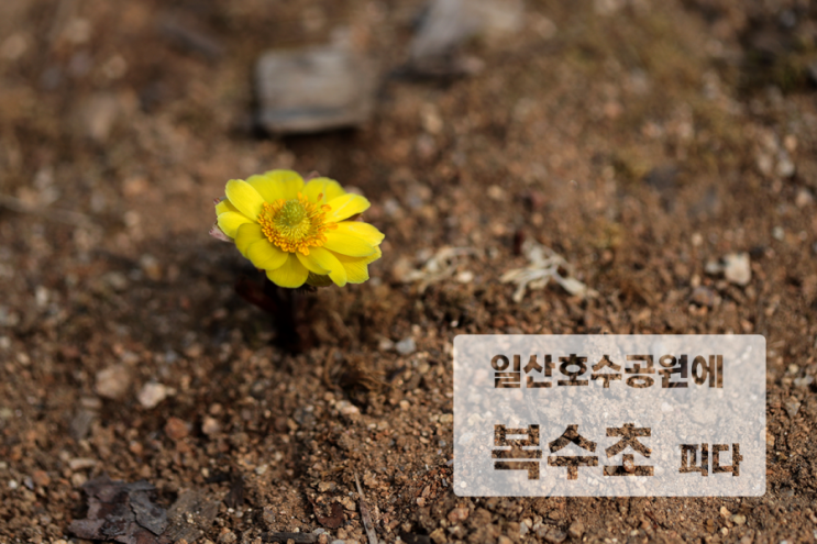 일산호수공원에 <b>봄의</b> 전령사 <b>복수초</b> 피다